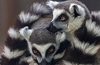 传闻：《生化危机9》明年宣布 预计2025年发售